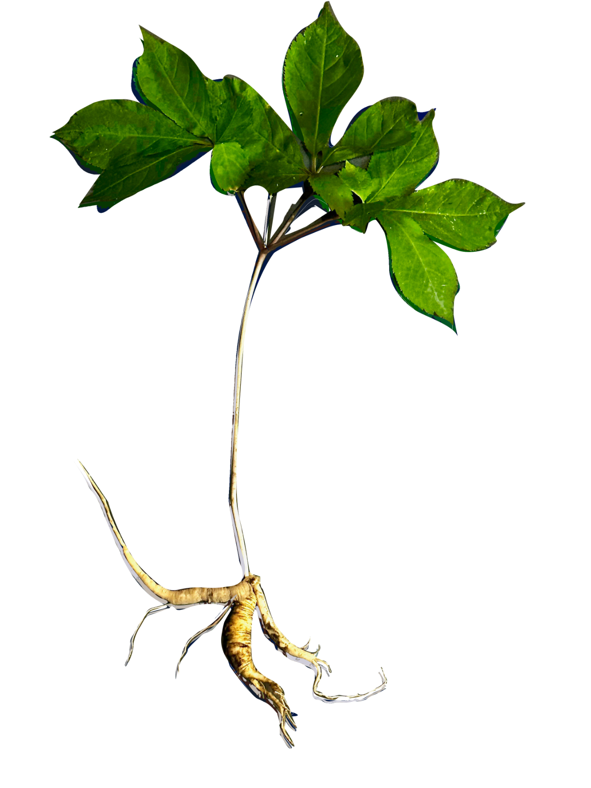 American ginseng — whole plant specimen with root