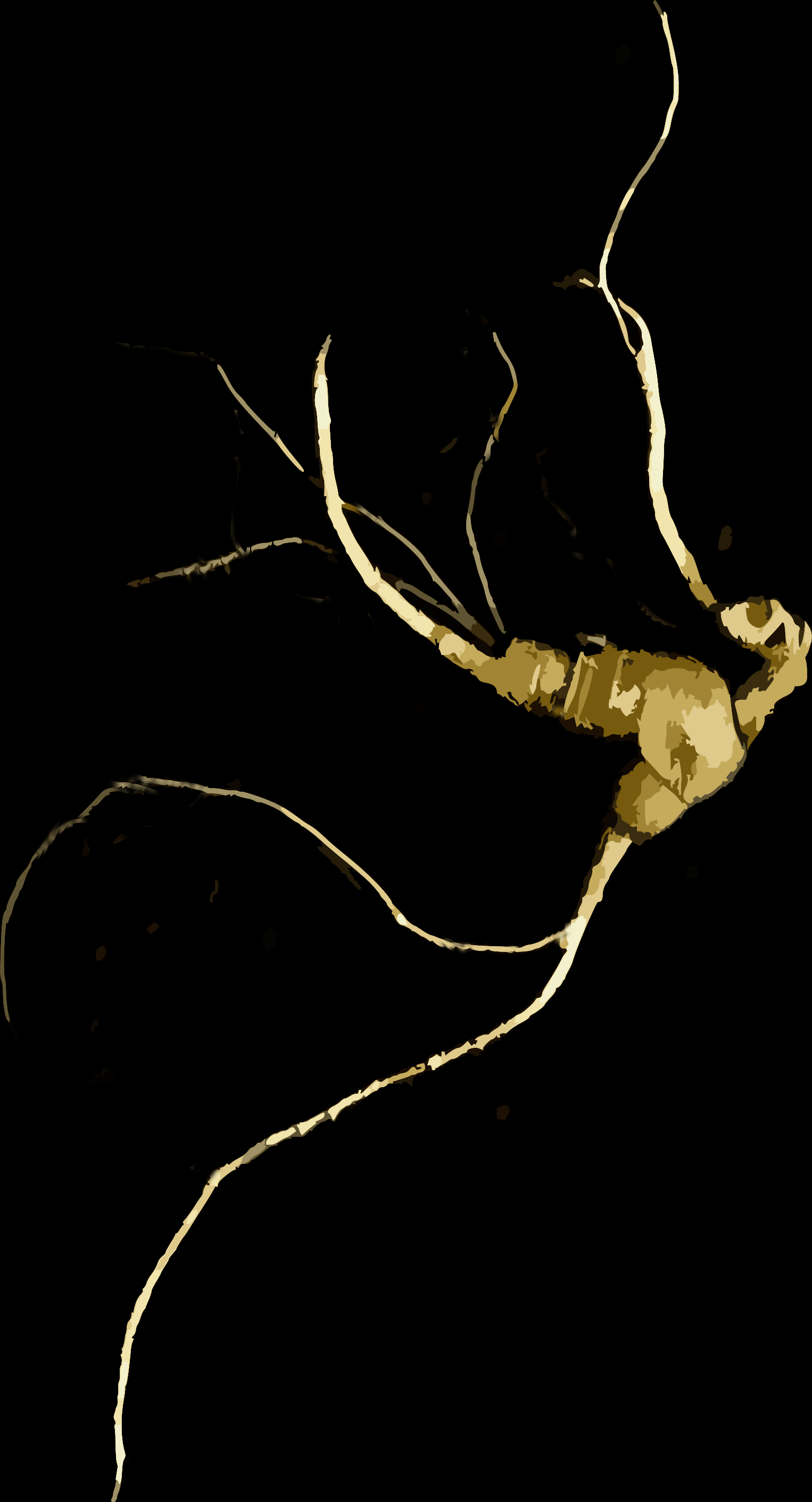 Gold ginseng root artwork